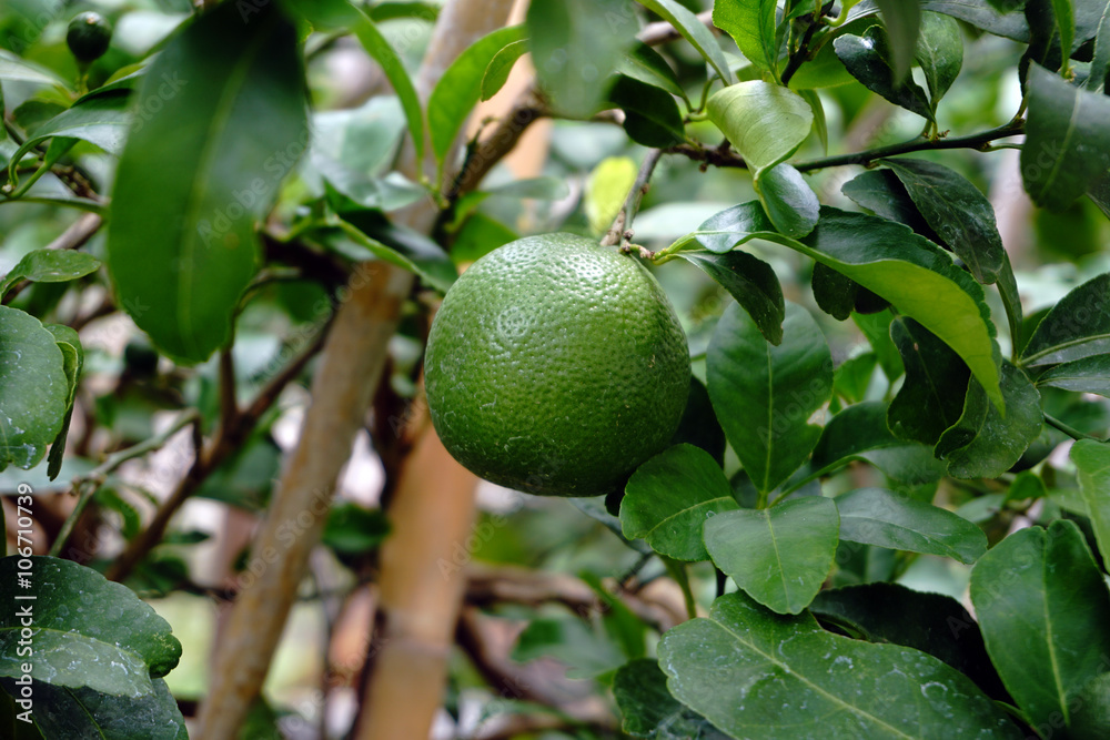 Fresh lime on tree Fresh lime on tree
