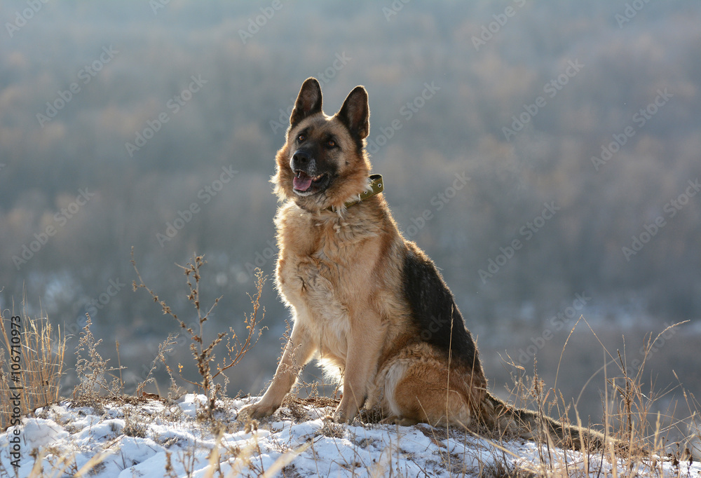 German shepherd
