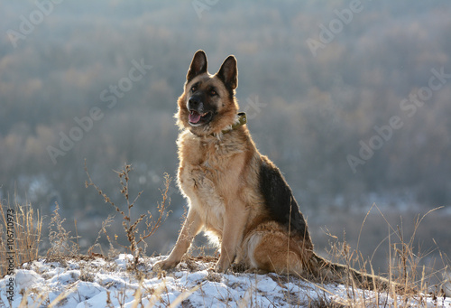 Obraz na płótnie German shepherd w salonie