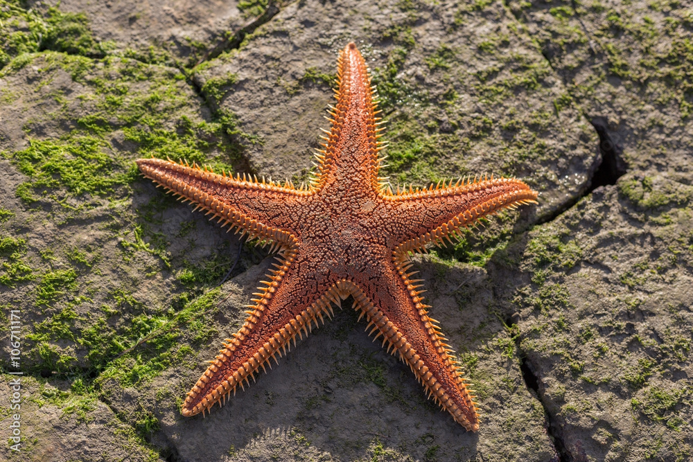 Red starfish on the beach. 