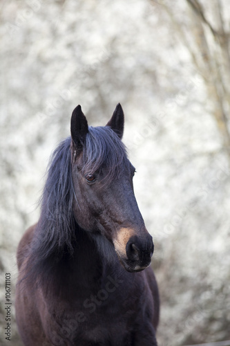 black horse with natural white background © anjajuli