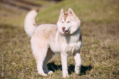 Young Funny White Husky Puppy Dog With Blue Eyes Play Outdoor