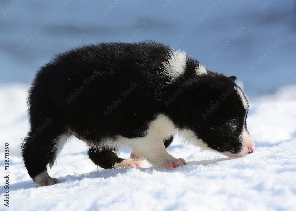 Puppy russian-european laika