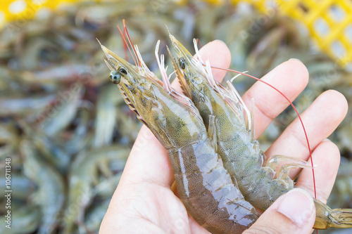 hand holding a fresh shrimp at seafood market