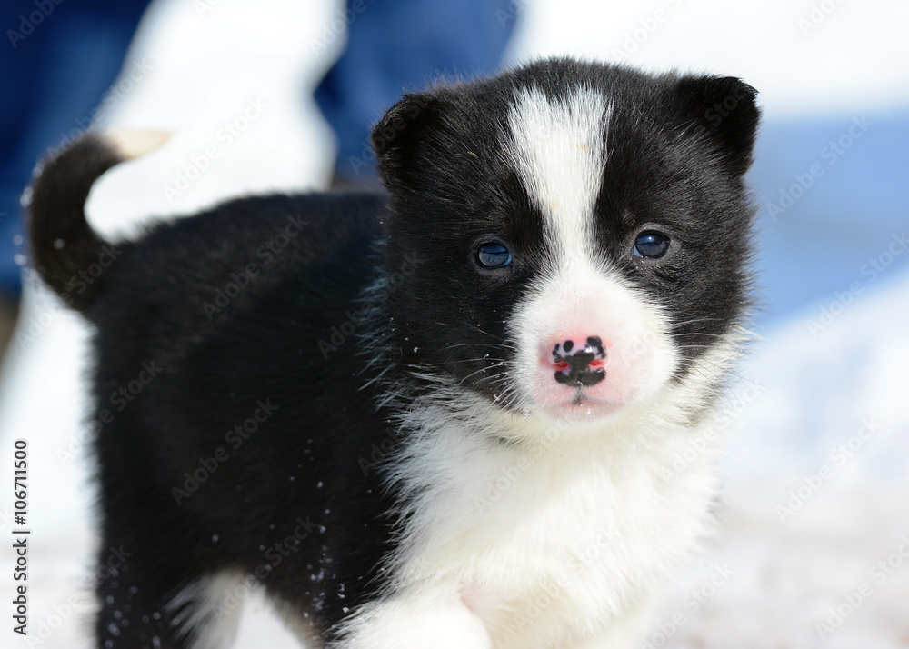 Puppy russian-european laika