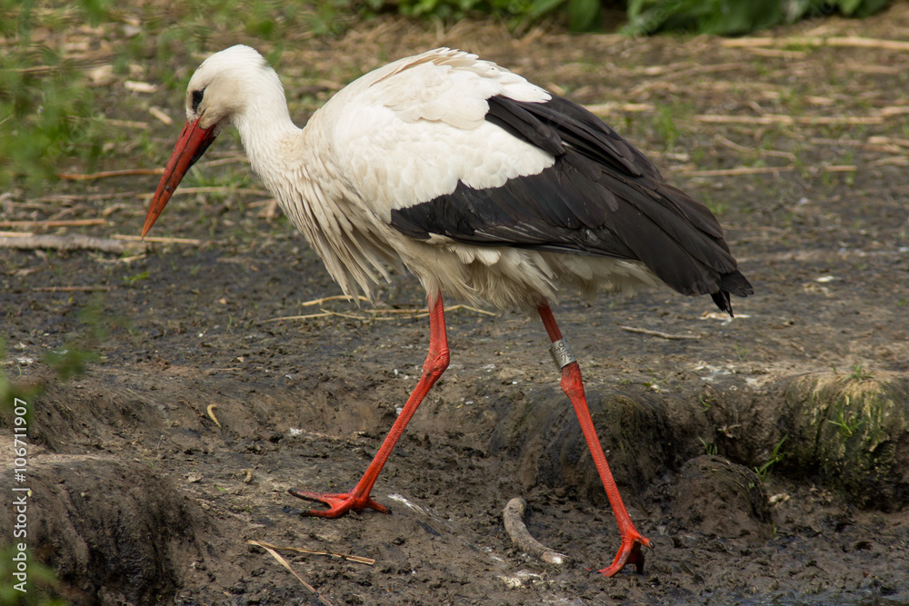 Obraz premium Weißstorch ( Ciconia ciconia )