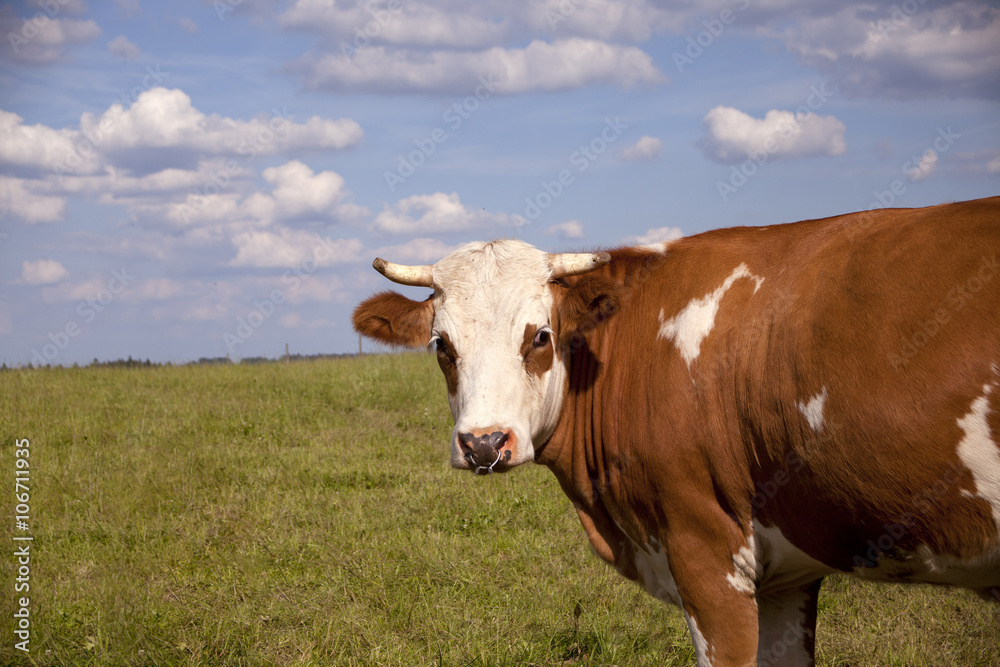 cow on meadow outside