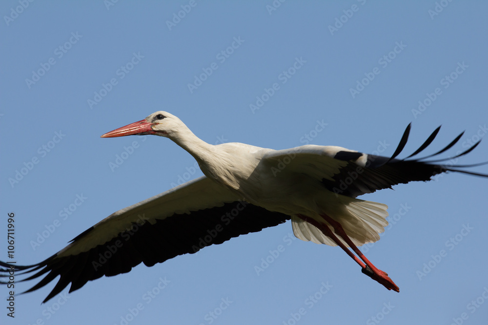 Fototapeta premium Weißstorch ( Ciconia ciconia )