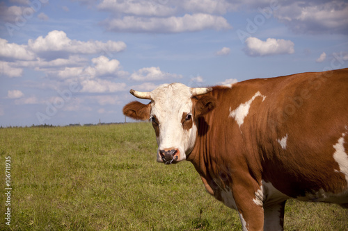 cow on meadow outside © anjajuli