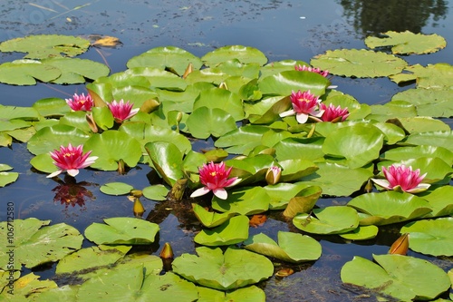 Nymphaea - Pink waterlily - Aquatic vegetation, water plants 