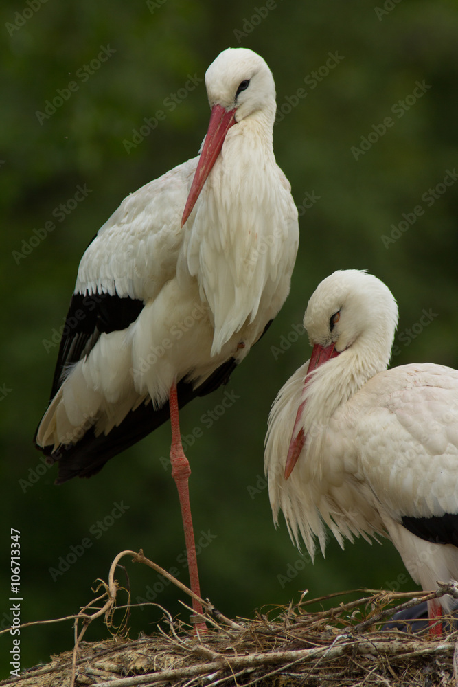 Fototapeta premium Weißstorch