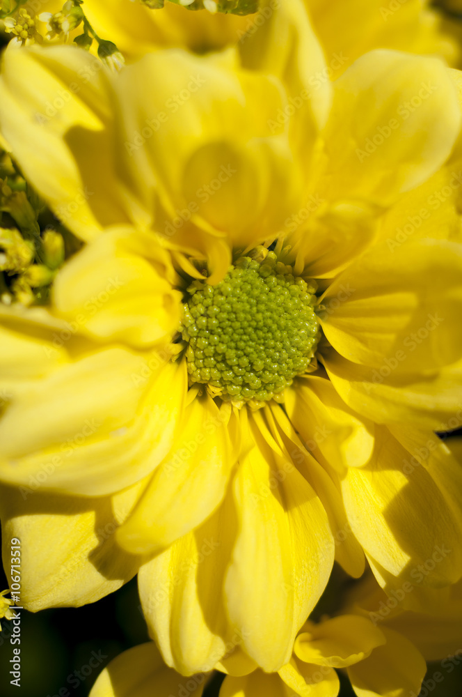Obraz premium flowers and daisies with large petals and vivid colors, spring i