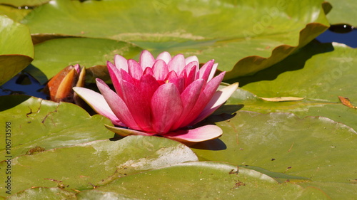 Nymphaea - Pink waterlily - Aquatic vegetation, water plants 