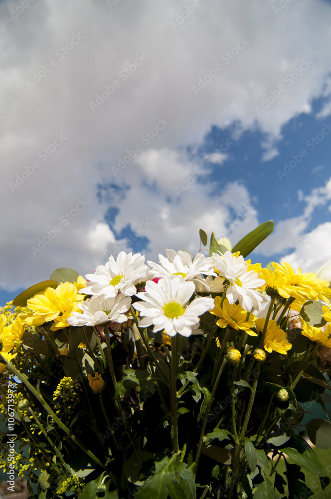 field of flowers in spring with cloudy sky background