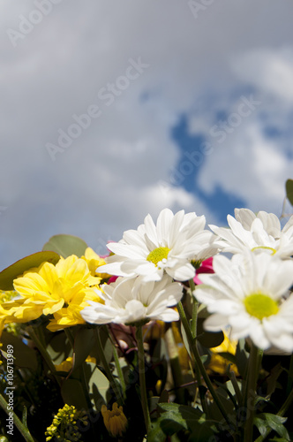 field of flowers in spring with cloudy sky background