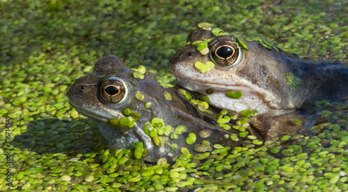 Εκτύπωση καμβά Common Frogs (Rana temporaria)