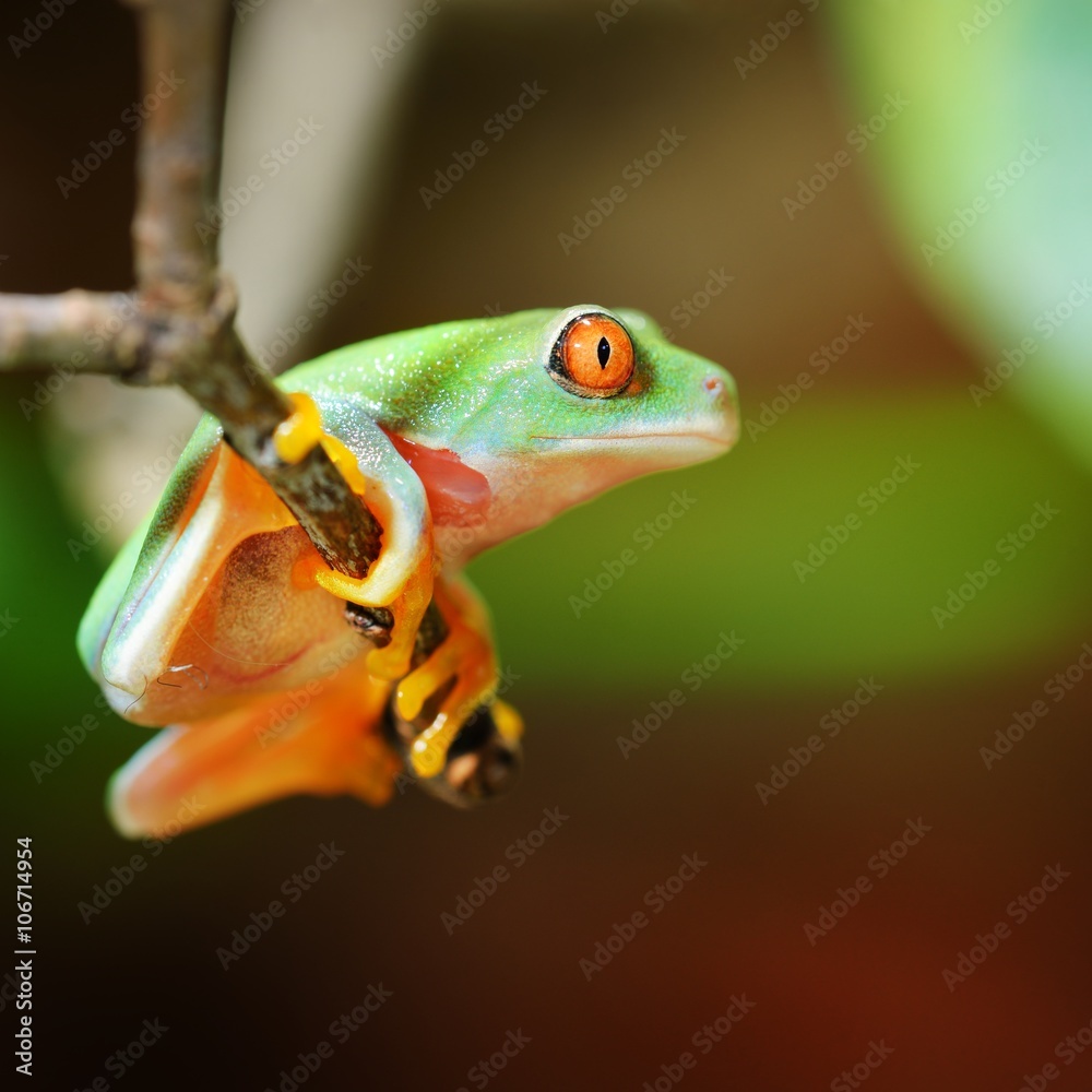 red-eye tree frog Agalychnis callidryas in terrarium Stock Photo | Adobe  Stock