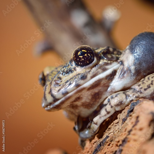 Annam flying frog Rhacophorus annamensis in terrarium photo