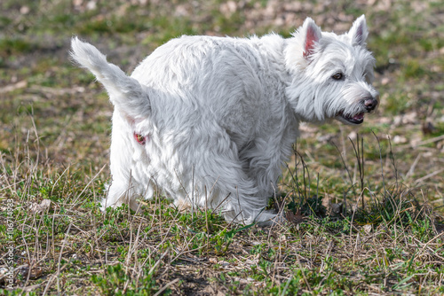 Fototapeta Naklejka Na Ścianę i Meble -  Hundekot Problem in Städten 