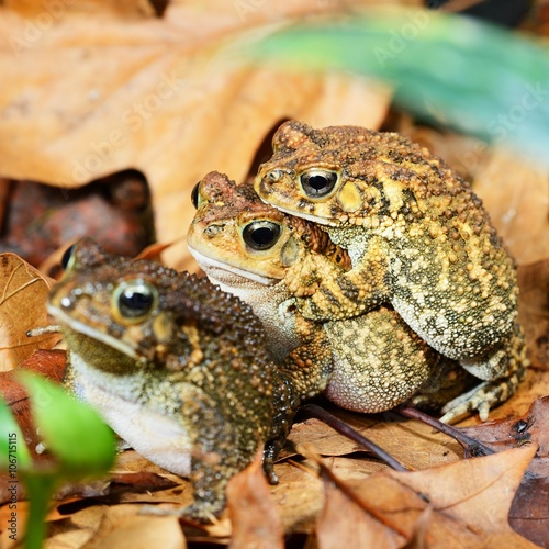 African common toad Amietophrynus gutturalis mating photo