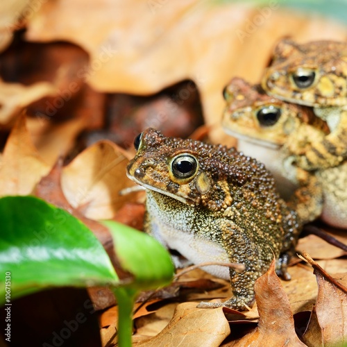 African common toad Amietophrynus gutturalis mating photo