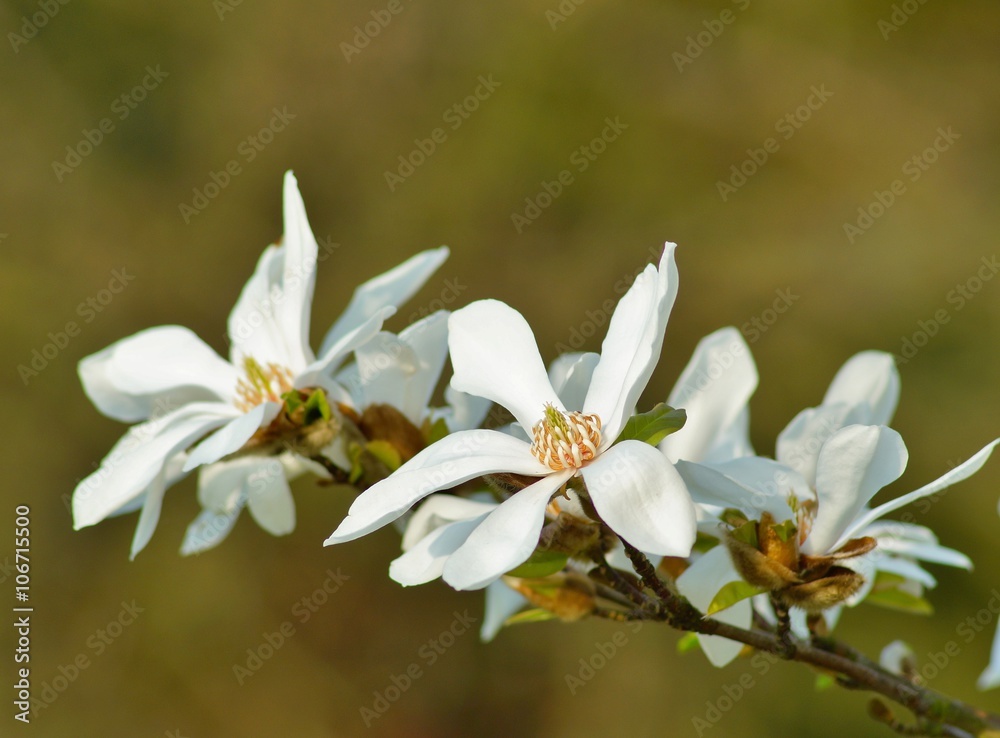 Obraz premium white magnolia 
