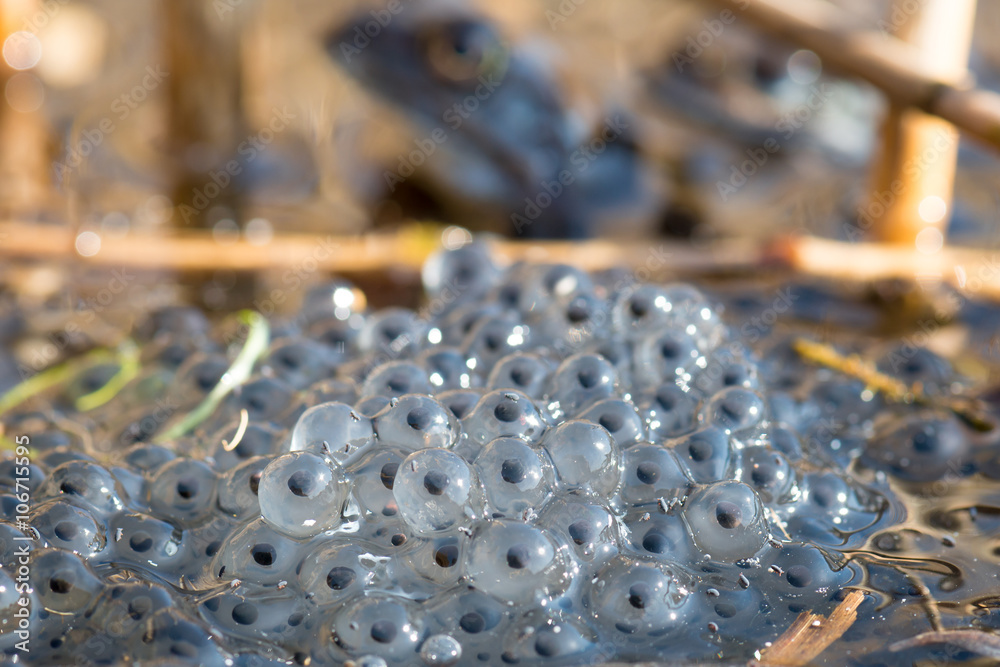 Obraz premium Laichballen vom Moorfrosch (Rana arvalis)