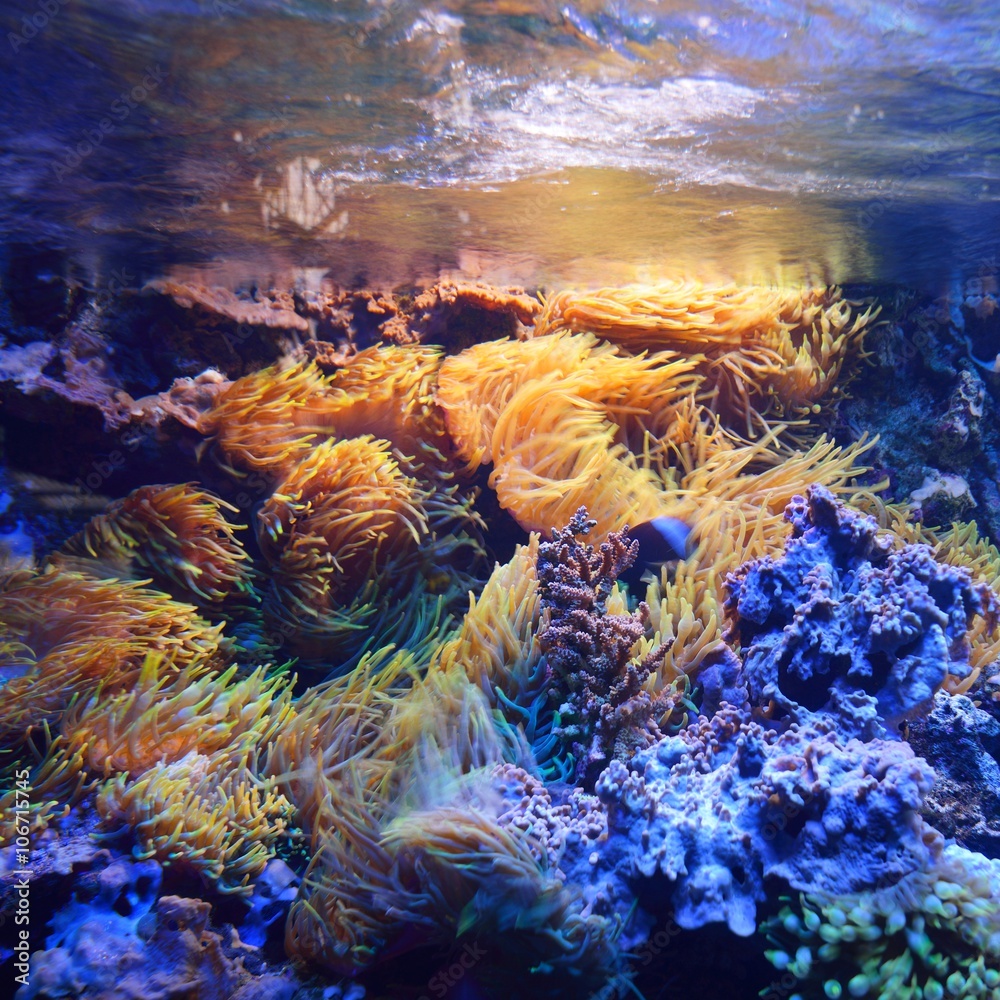 View of marine aquarium on display in a zoo Stock Photo | Adobe Stock