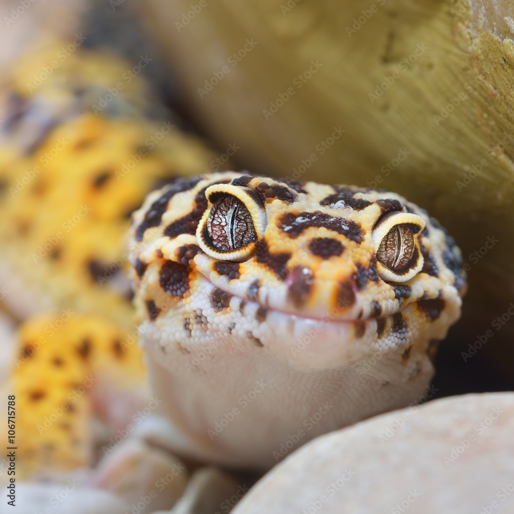 Naklejka premium Leopard gecko Eublepharis macularius in the Zoo