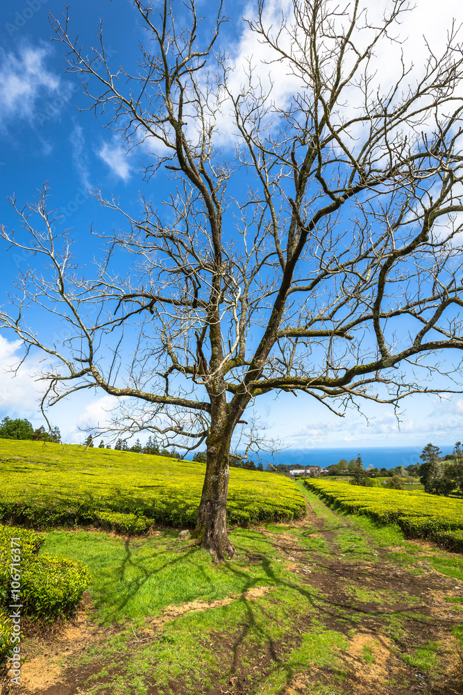 Lonely tree on the mountain at beautiful landscape of tea planta Lonely tree on the mountain at beautiful landscape of tea planta