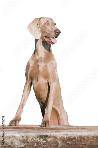 Portrait of nice weimaraner dog on white background