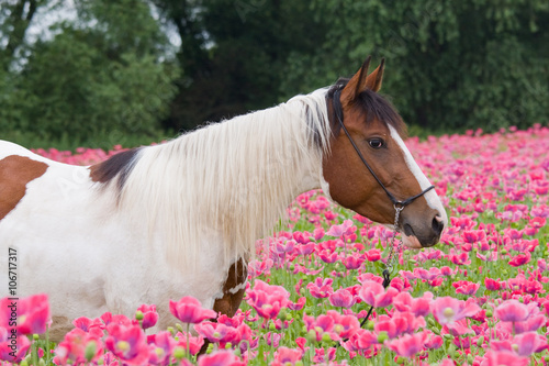 Portrait of nice horse in the poppy field