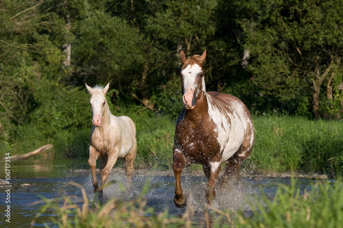 Nice mare with foal running © lenkadan
