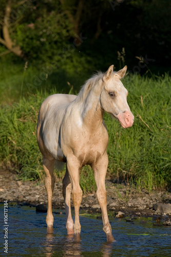 Portrait of nice foal