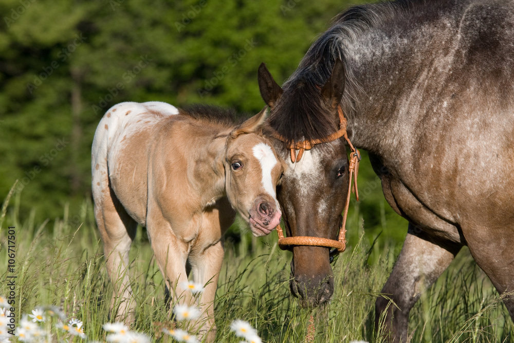 Portrait of nice appaloosa mare with foal Portrait of nice appaloosa mare with foal