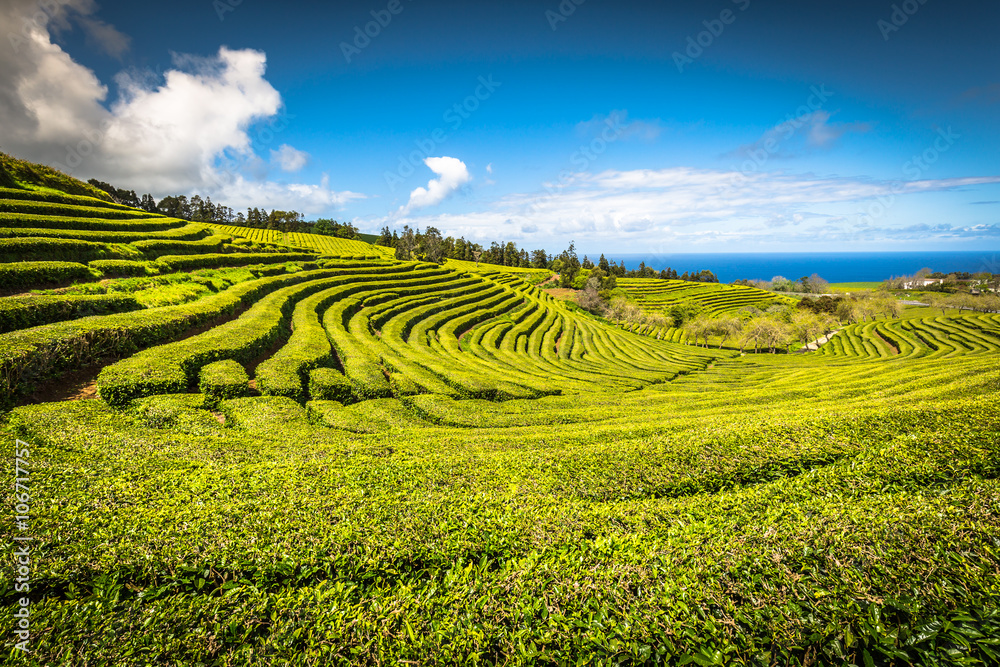 Tea plantation in Porto Formoso. Amazing landscape of outstandin