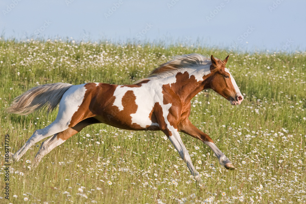 Nice young appaloosa horse running