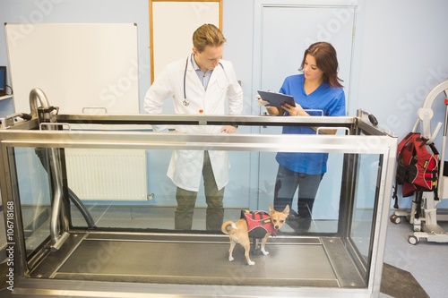 Vets looking at a dog on hydrotherapy treadmill