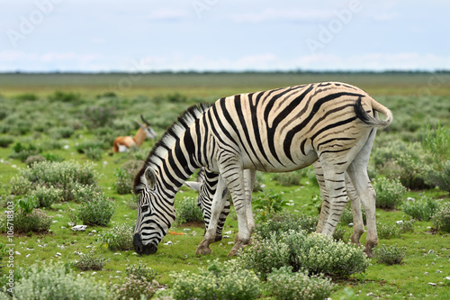 Zebras in Etosha  Namibia