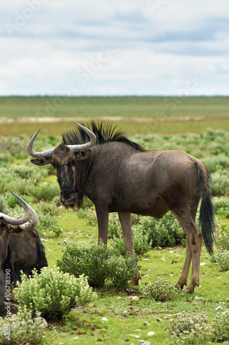 Blue wildebeest antelopes  Africa