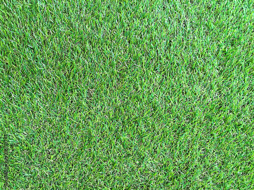 Background striped green grass