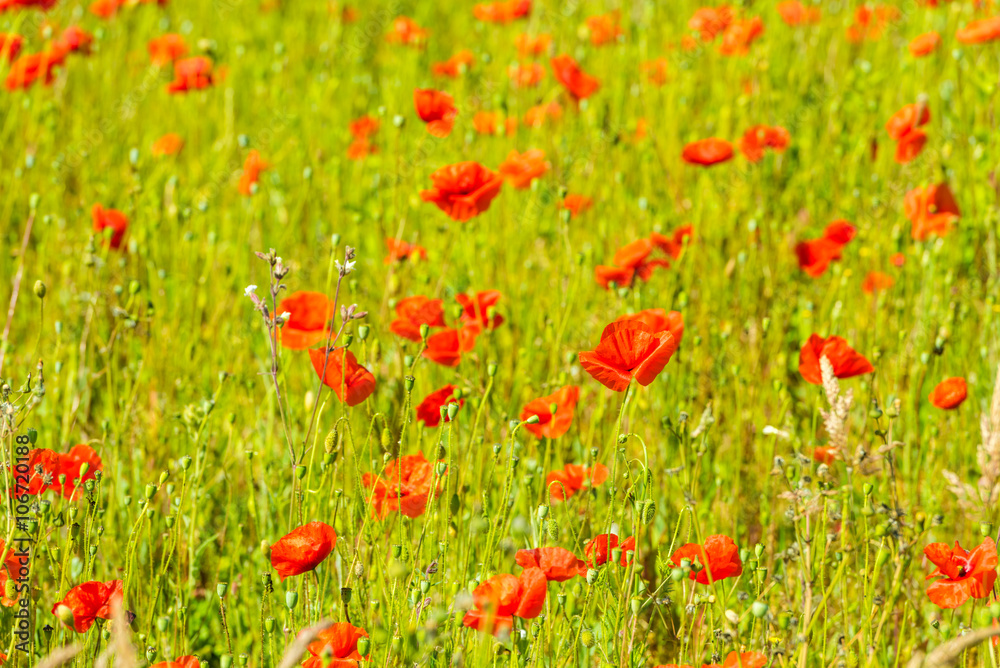 Red poppies in a summer meadow on sunny day Red poppies in a summer meadow on sunny day