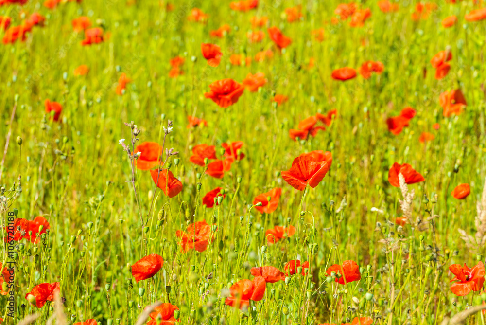 Red poppies in a summer meadow on sunny day