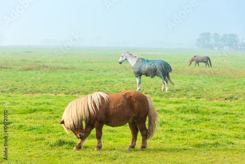 chestnut stallion grazing on green grass