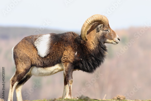 beautiful majestic mouflon ram