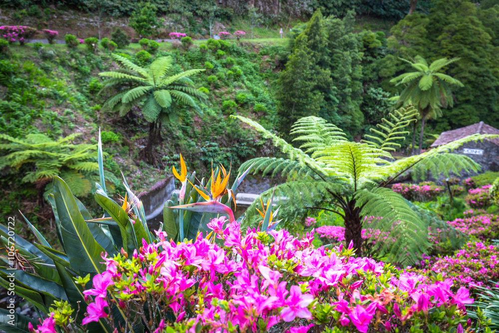 Garden on Sao Miguel island, Azores. It is located in the midst