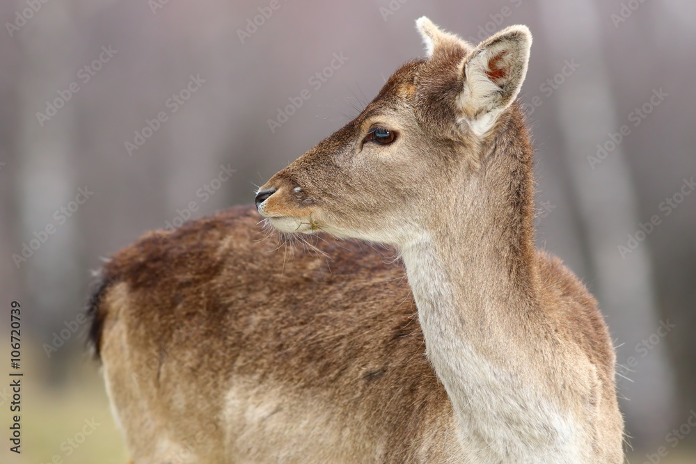 fallow deer calf close-up