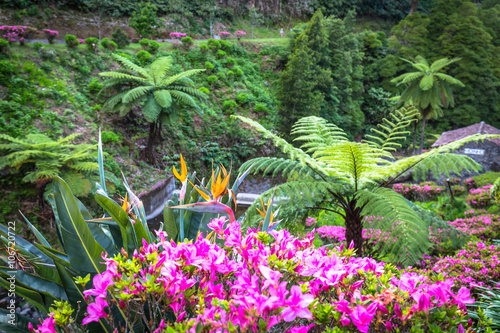 Obraz na płótnie Garden on Sao Miguel island, Azores. It is located in the midst w salonie