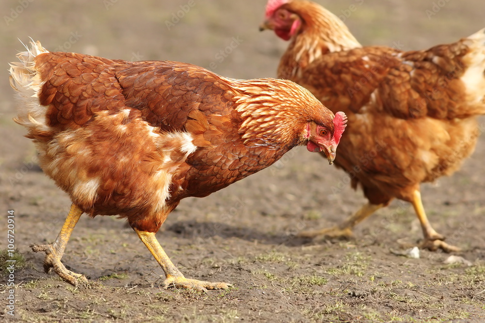 Fototapeta premium hen looking for food in farm yard