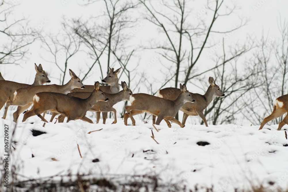 herd of roe deers in an overcast winter day herd of roe deers in an overcast winter day